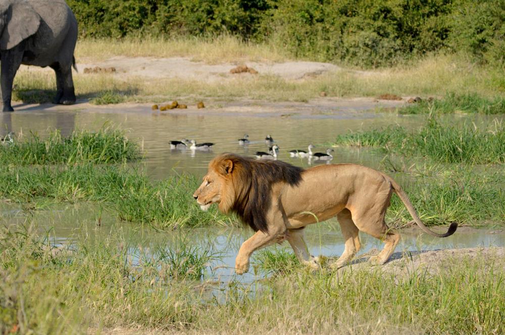 Ghoha Hills Savuti Lodge